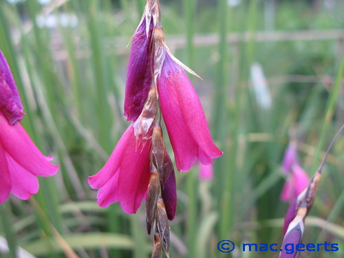 Dierama Blackbird